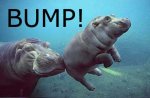 bump%20hippo.jpg