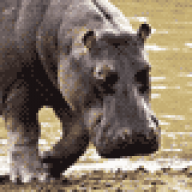 hippopotamus1